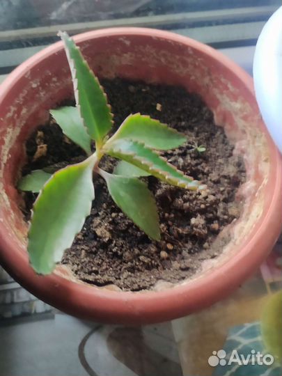 Каланхоэ лечебное