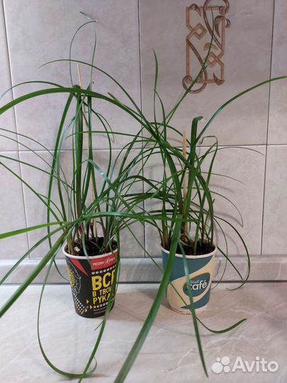 Зефирантес розовый, выскочка