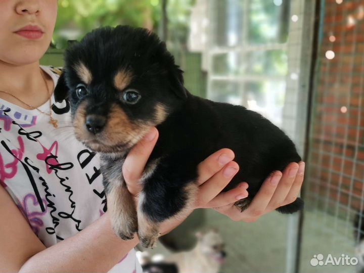 Щенки в добрые руки