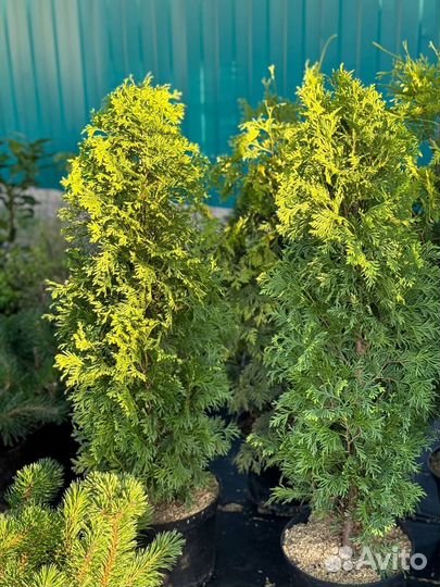 Можжевельник, растения для сада