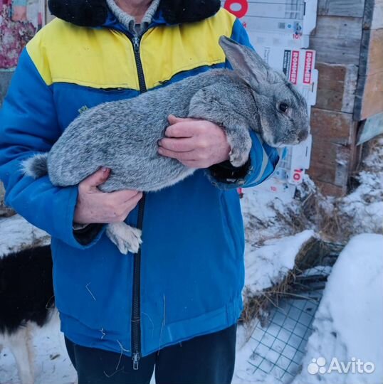 Кролики полтавское серебро