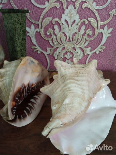 Морские раковины