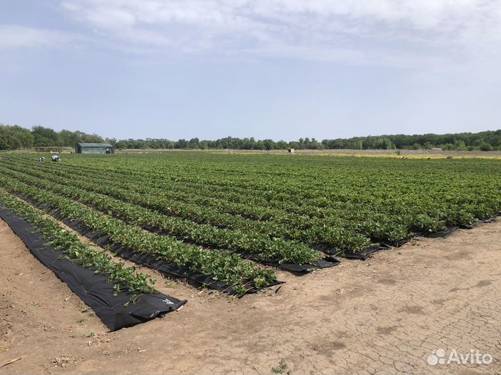 Рассада клубники азия