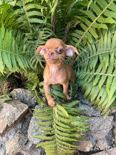 Мини той-терьер