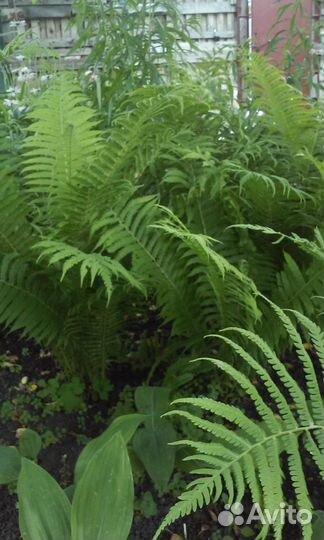 Папоротник (страусник обыкновенный) Купена