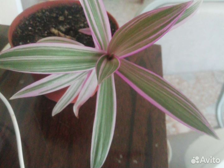 Традесканция Рео сорт «Гавайский Гном»