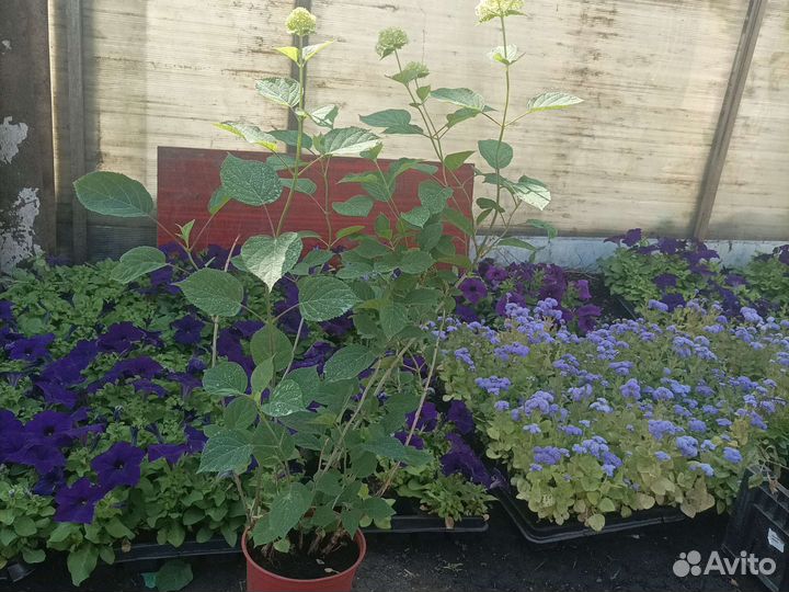 Гортензия анабель