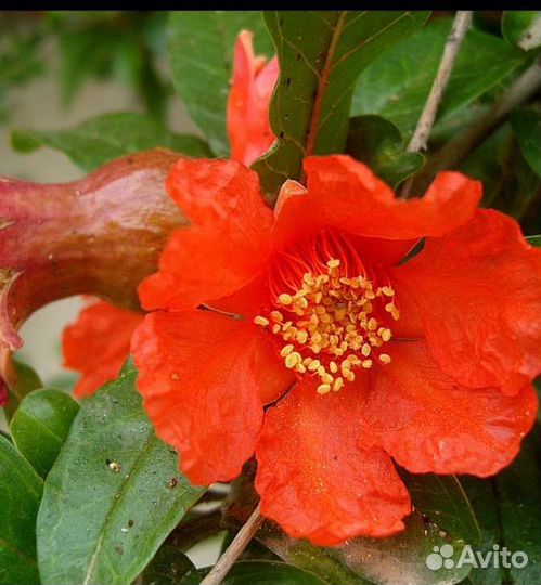 Гранат крупноплодный саженцы зкс