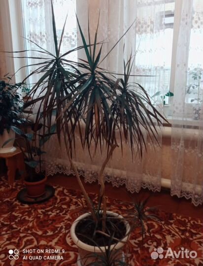 Драцена