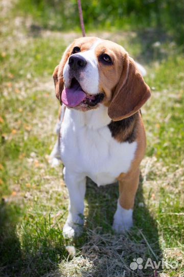 Бигль вязка