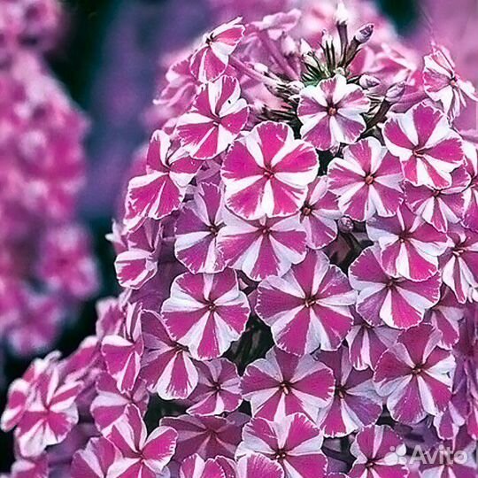 Флокс Наташа