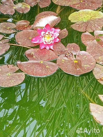 Кувшинки для пруда