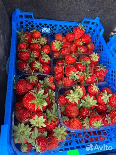 Клубника свежая с поля