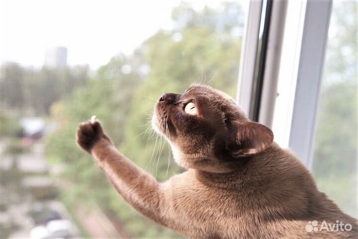 Сетки антикошка на окна