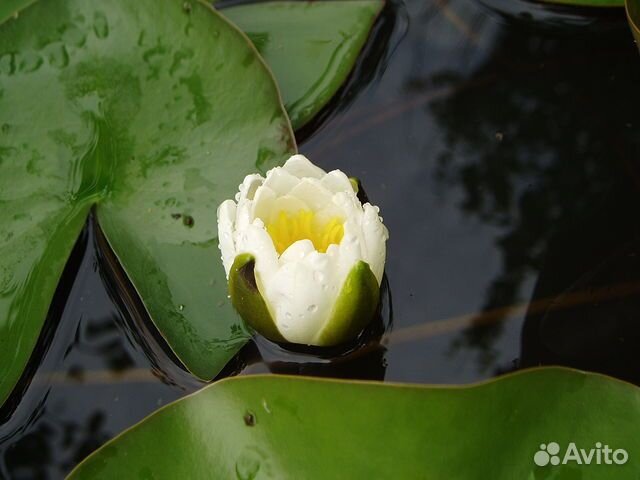 Нимфея - водяная лилия. Растение для пруда