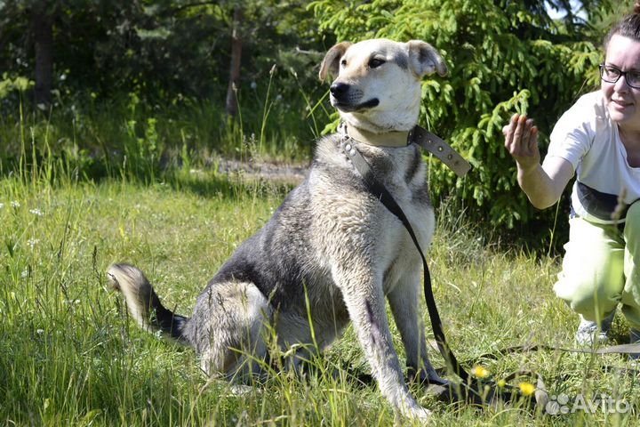 Собака в добрые руки