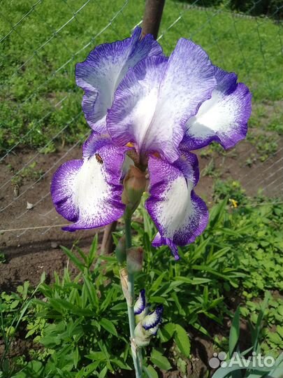 Гвоздика садовая