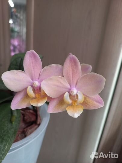 Орхидея фаленопсис парфюмерная фабрика