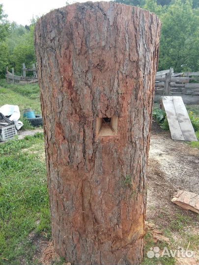 Бортень колода для пчел кедровая