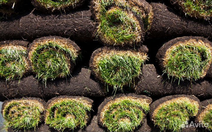 Газон рулонный в розницу