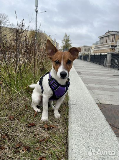 Вязка джек Рассел терьер