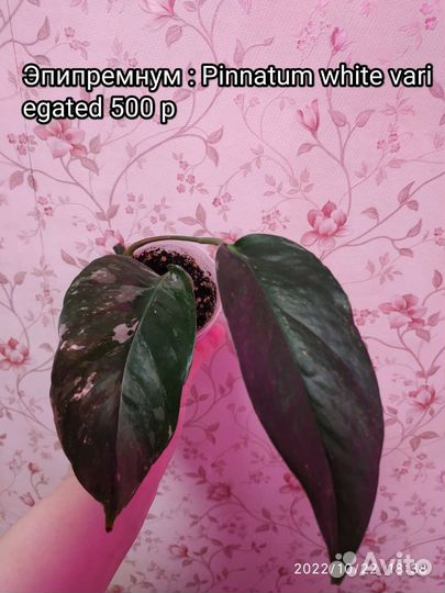 Разные: Ароидные