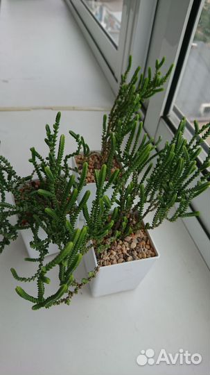 Крассула Плауновидная