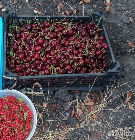 Красная смородина, черешня, вишня
