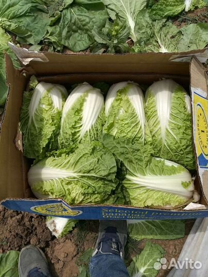 Семена капусты в наличии