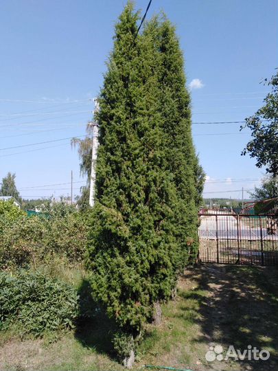 Можевельник