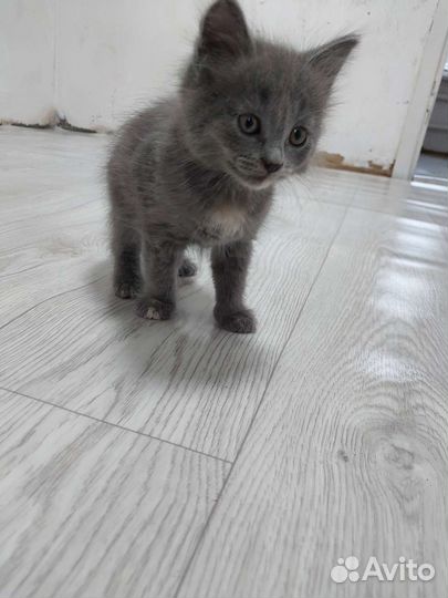 Кошка в дар бесплатно