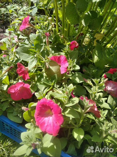 Петуния,бархатцы рассада