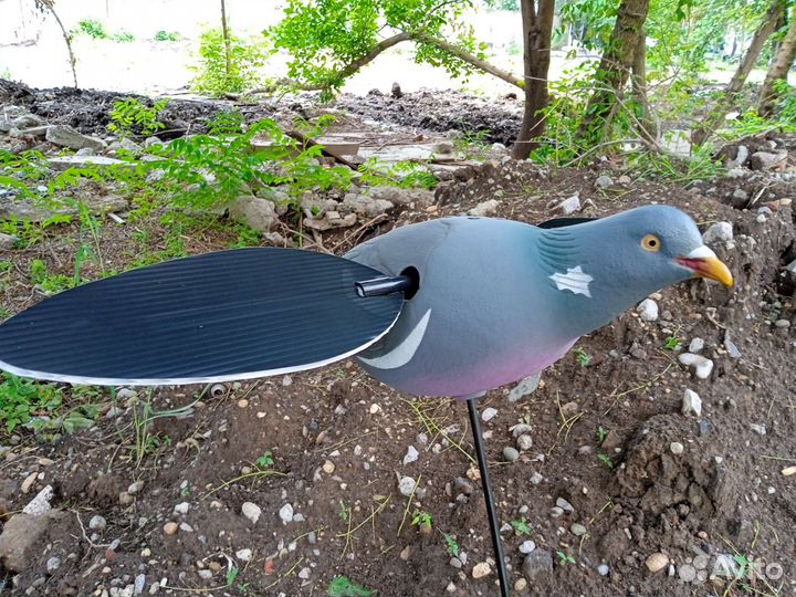 Махокрыл голубь для охоты