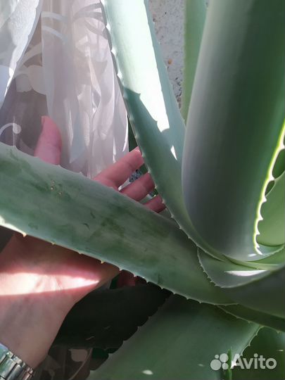 Алоэ вера. Лист алоэ