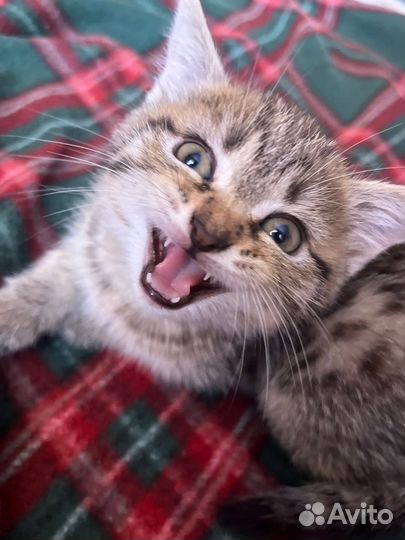 Котята и кошки