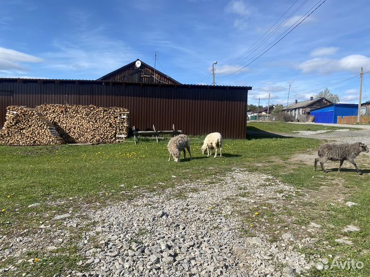 Овечка бараны