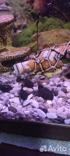 Сомики анциструсы