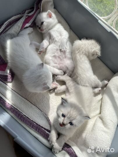 Шотландские котята
