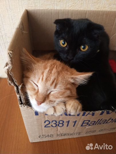 Потерялась кошка