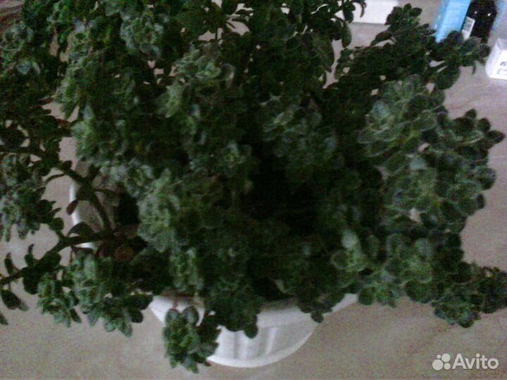 Аихризон распростертый - 