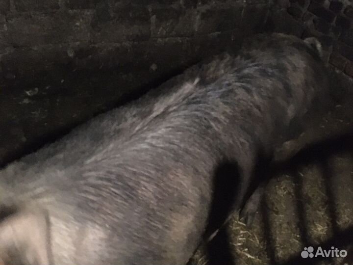 Поросенок ландрас