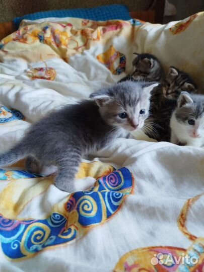 Шотландская