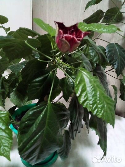 Гибискус китайская роза