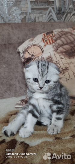 Шотландские котята