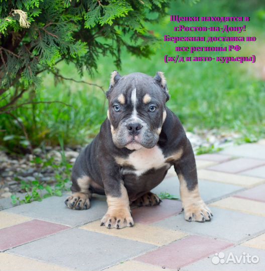 Щенки Американского булли авкс