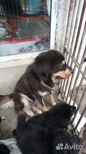 Тибетский мастиф щенки