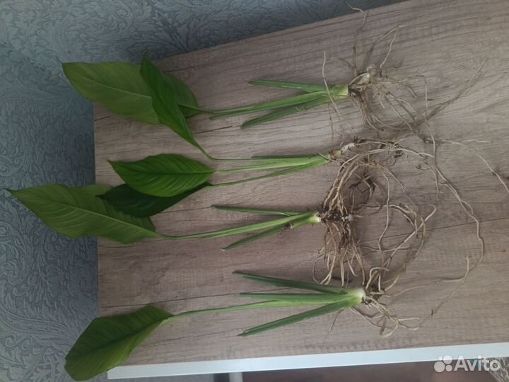 Комнатные цветы