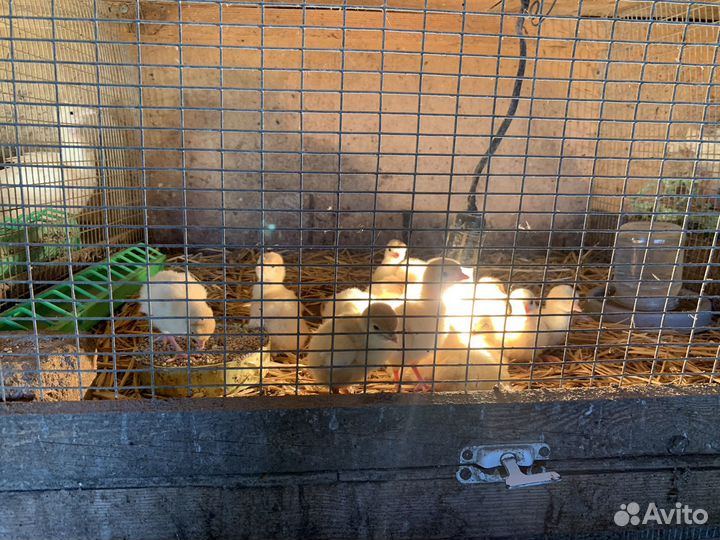 Индюшата бройлеры