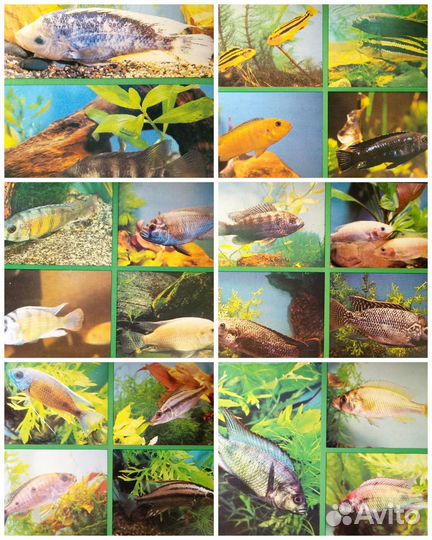 Набор открыток - Пестрый мир аквариума