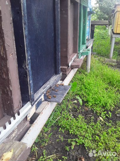 Пчелы, пчеломатки, отводки, пчелопакеты, семьи